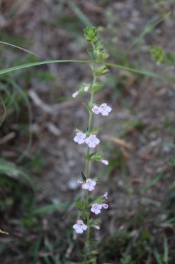 Klinopodyum, calamint, Prostanthera granitica veya granit çalı