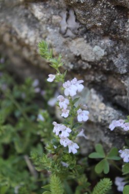 Klinopodyum, calamint, Prostanthera granitica veya granit çalı