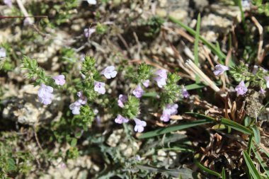Klinopodyum, calamint, Prostanthera granitica veya granit çalı
