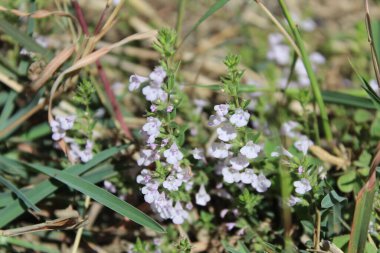 Klinopodyum, calamint, Prostanthera granitica veya granit çalı