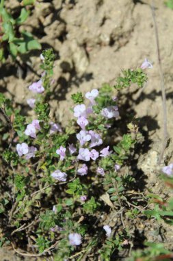 Klinopodyum, calamint, Prostanthera granitica veya granit çalı
