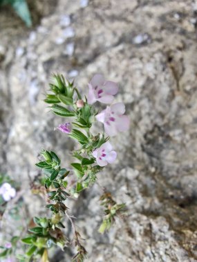 Klinopodyum, calamint, Prostanthera granitica veya granit çalı