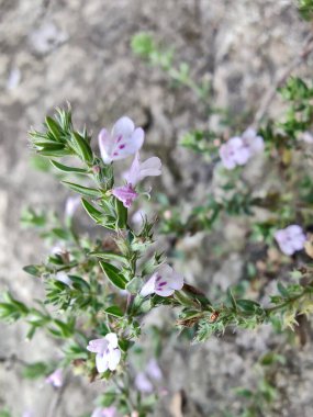 Klinopodyum, calamint, Prostanthera granitica veya granit çalı
