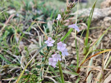 Klinopodyum, calamint, Prostanthera granitica veya granit çalı