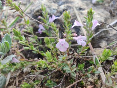 Klinopodyum, calamint, Prostanthera granitica veya granit çalı
