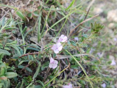 Klinopodyum, calamint, Prostanthera granitica veya granit çalı