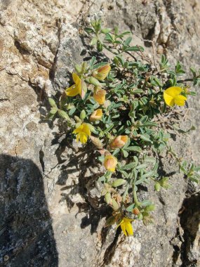 Silverpods bitkisi, Argyrolobium cinsi veya Lotus edulis.