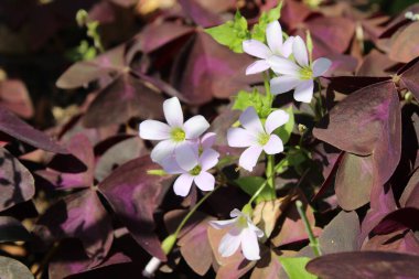 Oxalis triangularis ya da sahte yonca
