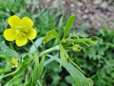 Meadow Butcup veya Ranunculus acris