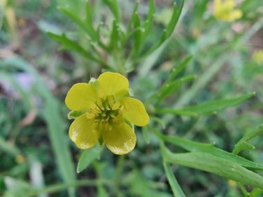 Meadow Butcup veya Ranunculus acris