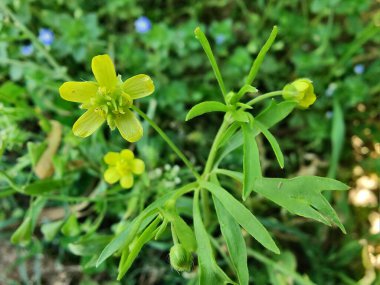 Meadow Butcup veya Ranunculus acris
