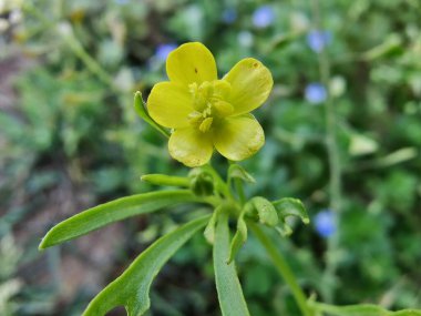 Meadow Butcup veya Ranunculus acris