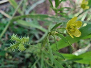 Meadow Butcup veya Ranunculus acris
