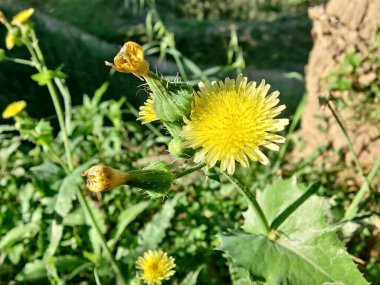 Dikenli dişi domuz, Sonchus asper veya Sonchus oleraceus