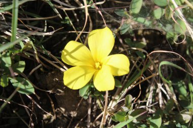 Reinwardtia indica, Linum flavum veya Golden Flax