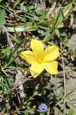 Reinwardtia indica, Linum flavum veya Golden Flax