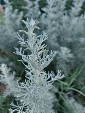Deniz Wormwood veya Artemisia Maritima