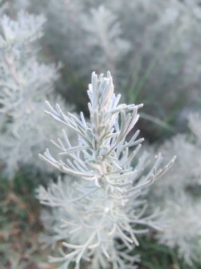 Deniz Wormwood veya Artemisia Maritima