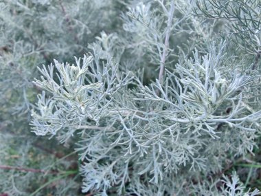 Deniz Wormwood veya Artemisia Maritima