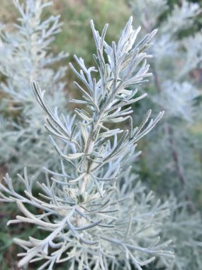 Deniz Wormwood veya Artemisia Maritima