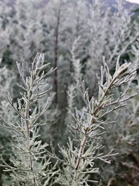 Deniz Wormwood veya Artemisia Maritima