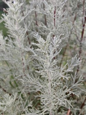 Deniz Wormwood veya Artemisia Maritima