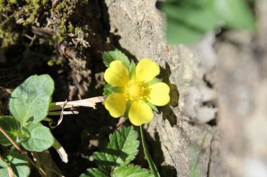 Potentilla hebiichigo, Cinquefoils veya ahududu sarısı çiçekler 