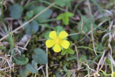 Potentilla hebiichigo, Cinquefoils veya ahududu sarısı çiçekler 