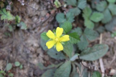 Potentilla hebiichigo, Cinquefoils veya ahududu sarısı çiçekler 