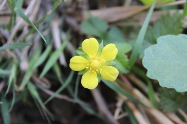 Potentilla hebiichigo, Cinquefoils veya ahududu sarısı çiçekler 