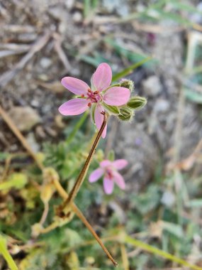 Yaygın Leylek Faturası, kırmızısaplı dolgu ya da Erodyum Cicutarium