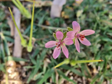 Yaygın Leylek Faturası, kırmızısaplı dolgu ya da Erodyum Cicutarium