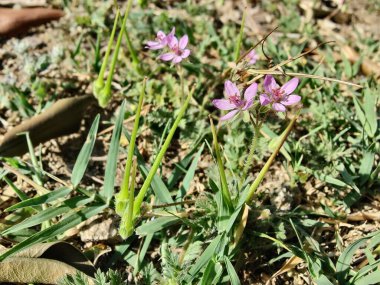 Yaygın Leylek Faturası, kırmızısaplı dolgu ya da Erodyum Cicutarium