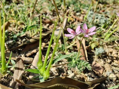 Yaygın Leylek Faturası, kırmızısaplı dolgu ya da Erodyum Cicutarium