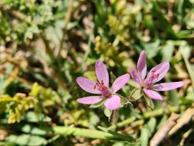 Yaygın Leylek Faturası, kırmızısaplı dolgu ya da Erodyum Cicutarium