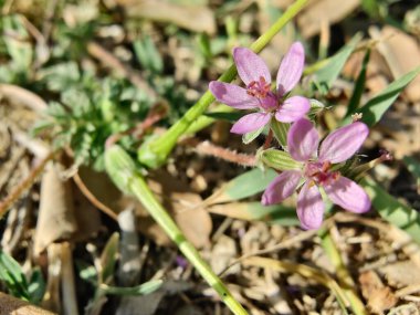 Yaygın Leylek Faturası, kırmızısaplı dolgu ya da Erodyum Cicutarium