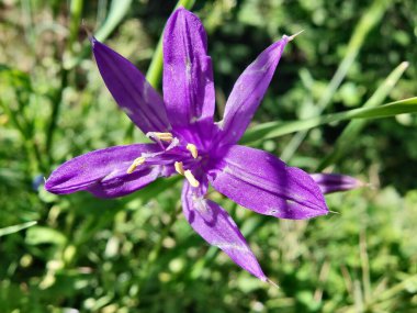 Ixiolirion tataricum, Sibirya zambağı veya lavanta dağı zambağı mor çiçekleri 