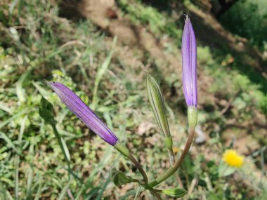 Ixiolirion tataricum, Sibirya zambağı veya lavanta dağı zambağı mor çiçekleri 