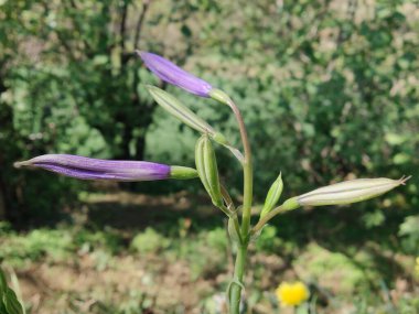 Ixiolirion tataricum, Sibirya zambağı veya lavanta dağı zambağı mor çiçekleri 