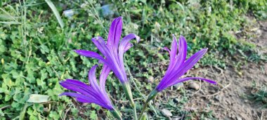 Ixiolirion tataricum, Sibirya zambağı veya lavanta dağı zambağı mor çiçekleri 