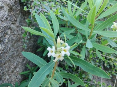Daphne gnidium, Alpine Daphne veya Daphne Alpina.