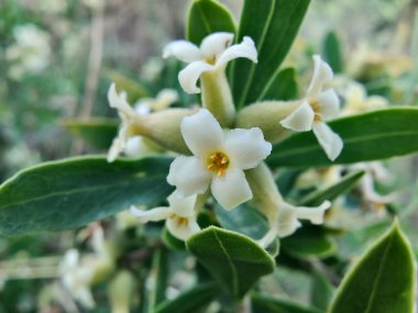 Daphne gnidium, Alpine Daphne veya Daphne Alpina.
