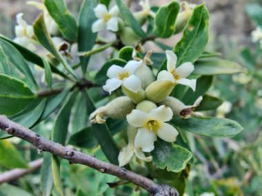 Daphne gnidium, Alpine Daphne veya Daphne Alpina.