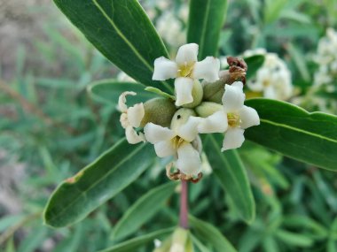 Daphne gnidium, Alpine Daphne veya Daphne Alpina.