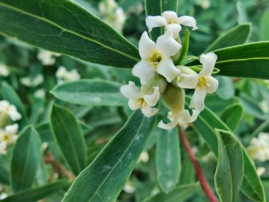 Daphne gnidium, Alpine Daphne veya Daphne Alpina.