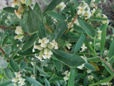 Daphne gnidium, Alpine Daphne veya Daphne Alpina.