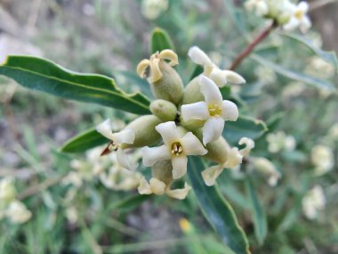 Daphne gnidium, Alpine Daphne veya Daphne Alpina.