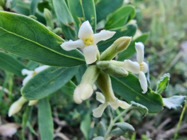 Daphne gnidium, Alpine Daphne veya Daphne Alpina.
