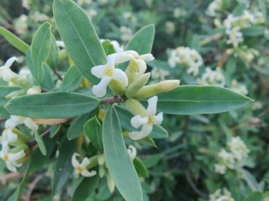 Daphne gnidium, Alpine Daphne veya Daphne Alpina.
