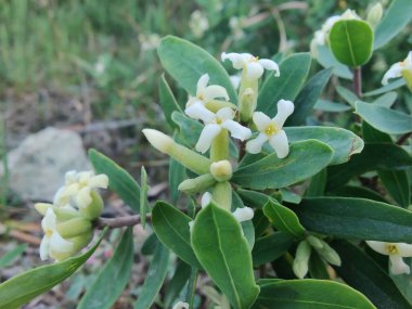Daphne gnidium, Alpine Daphne veya Daphne Alpina.